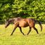 Sundog Sporthorse Sanctuary PC