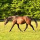 Sundog Sporthorse Sanctuary PC