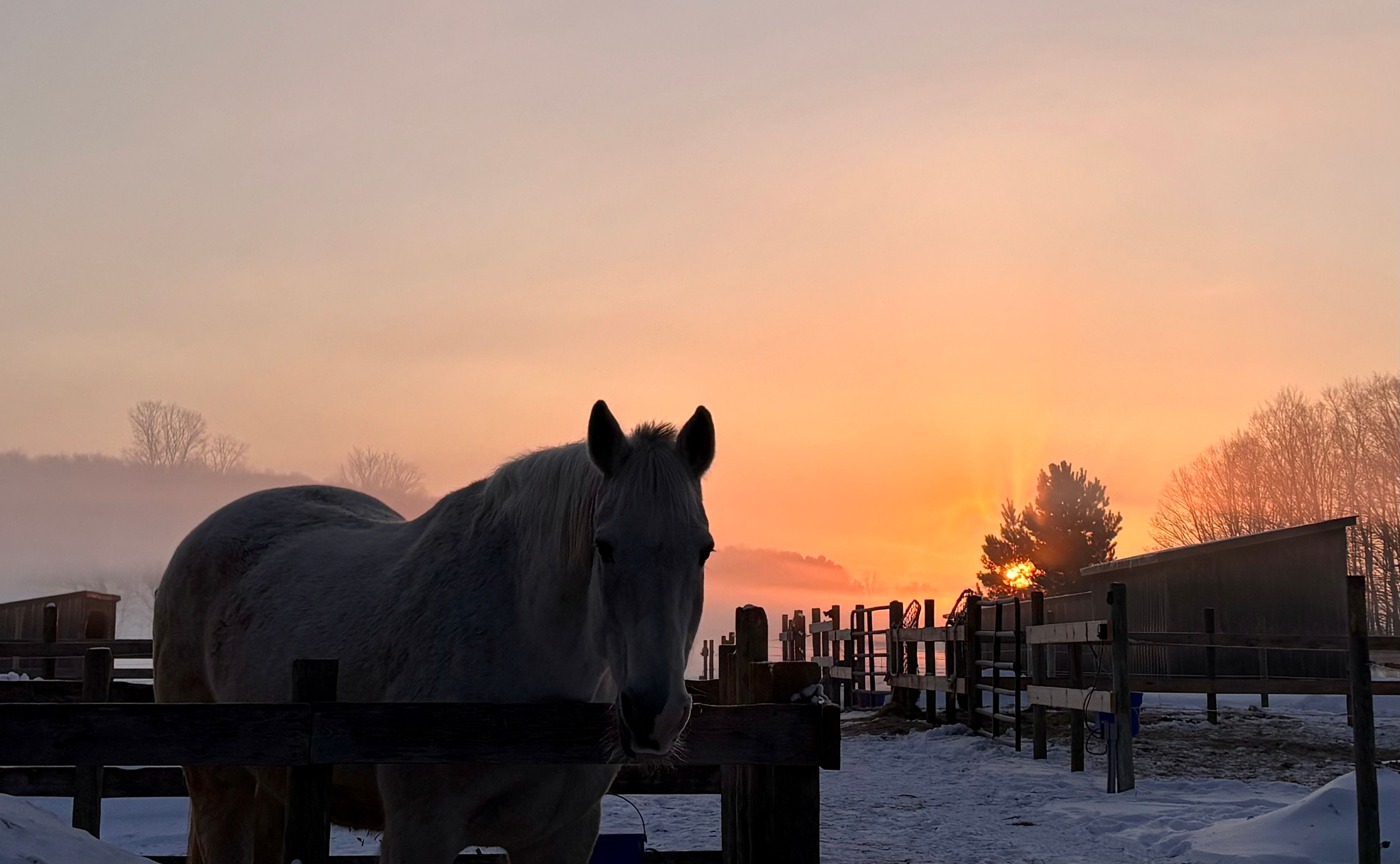 Sundog Sporthorse Sanctuary PC