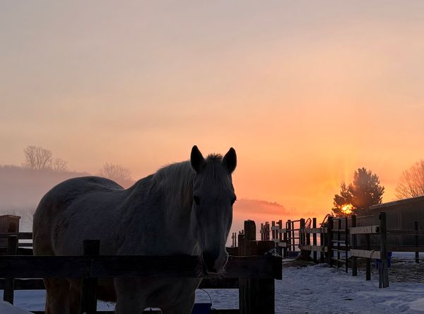 Sundog Sporthorse Sanctuary PC