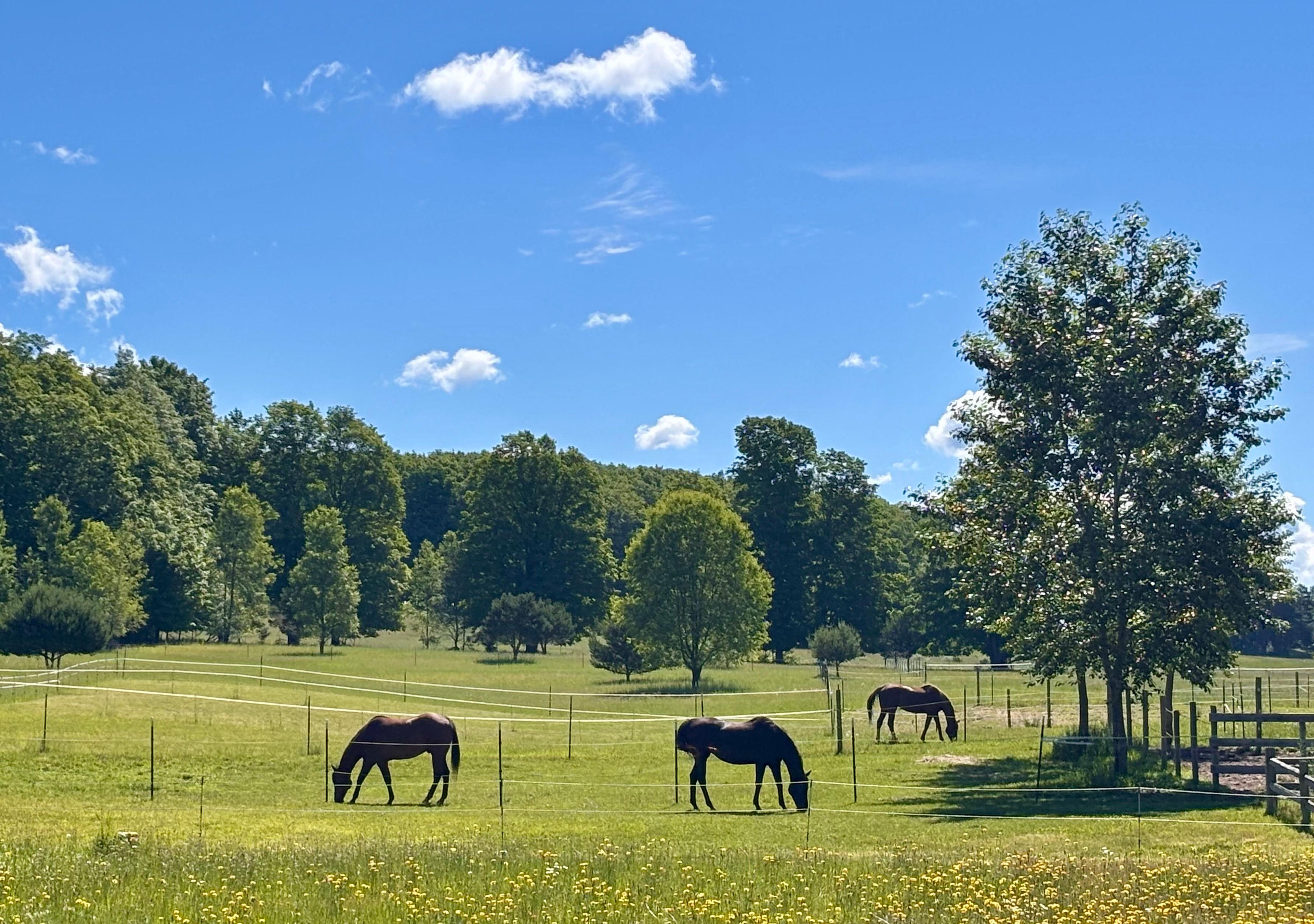 Sundog Sporthorse Sanctuary PC