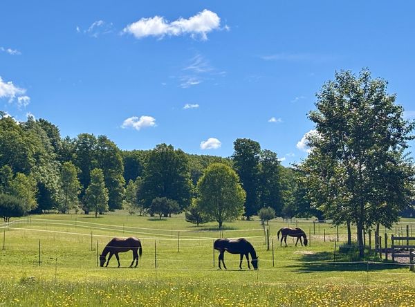 Sundog Sporthorse Sanctuary PC