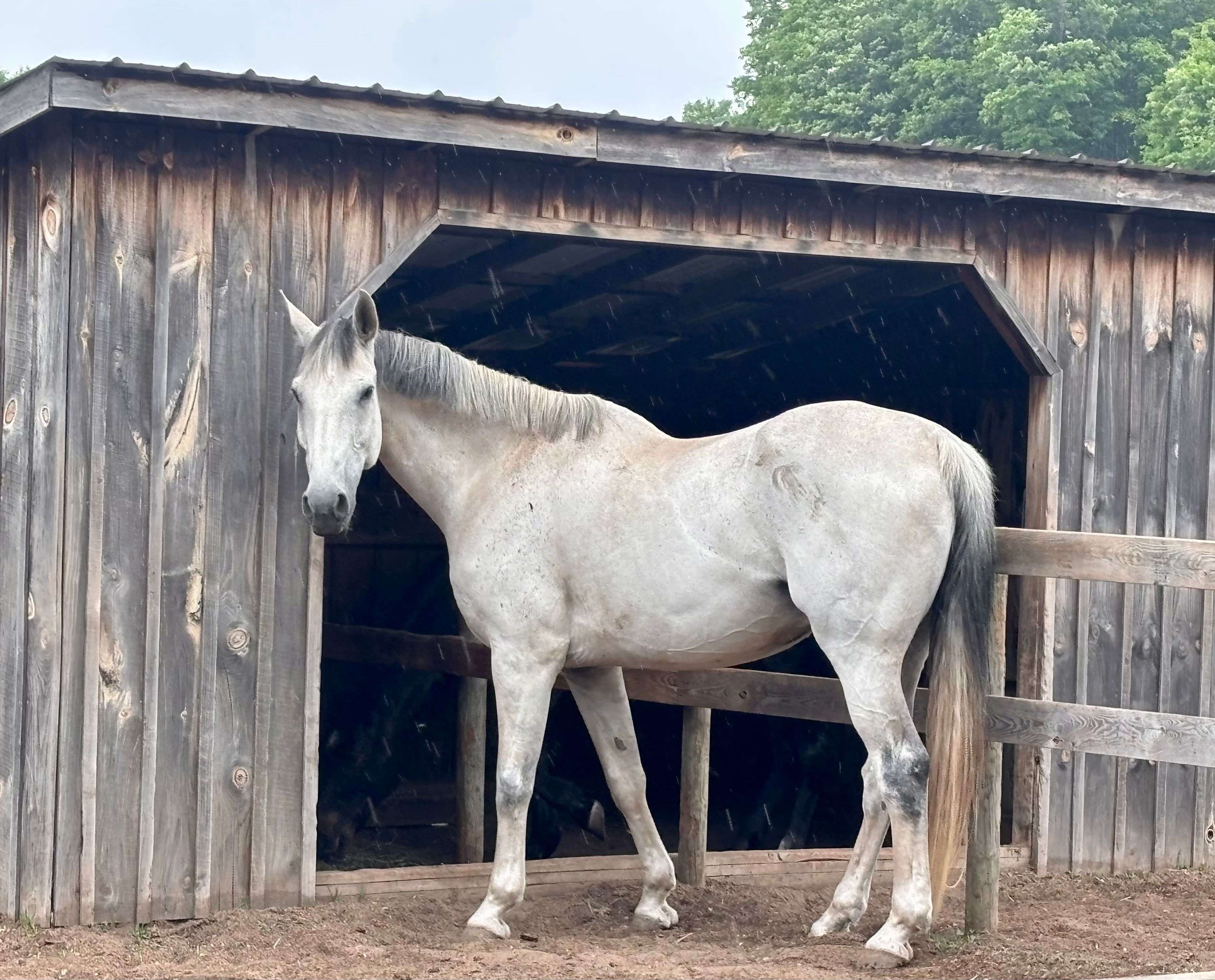 Sundog Sporthorse Sanctuary PC