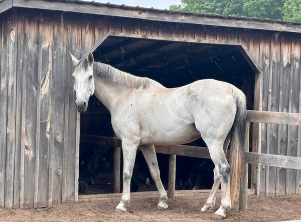 Sundog Sporthorse Sanctuary PC