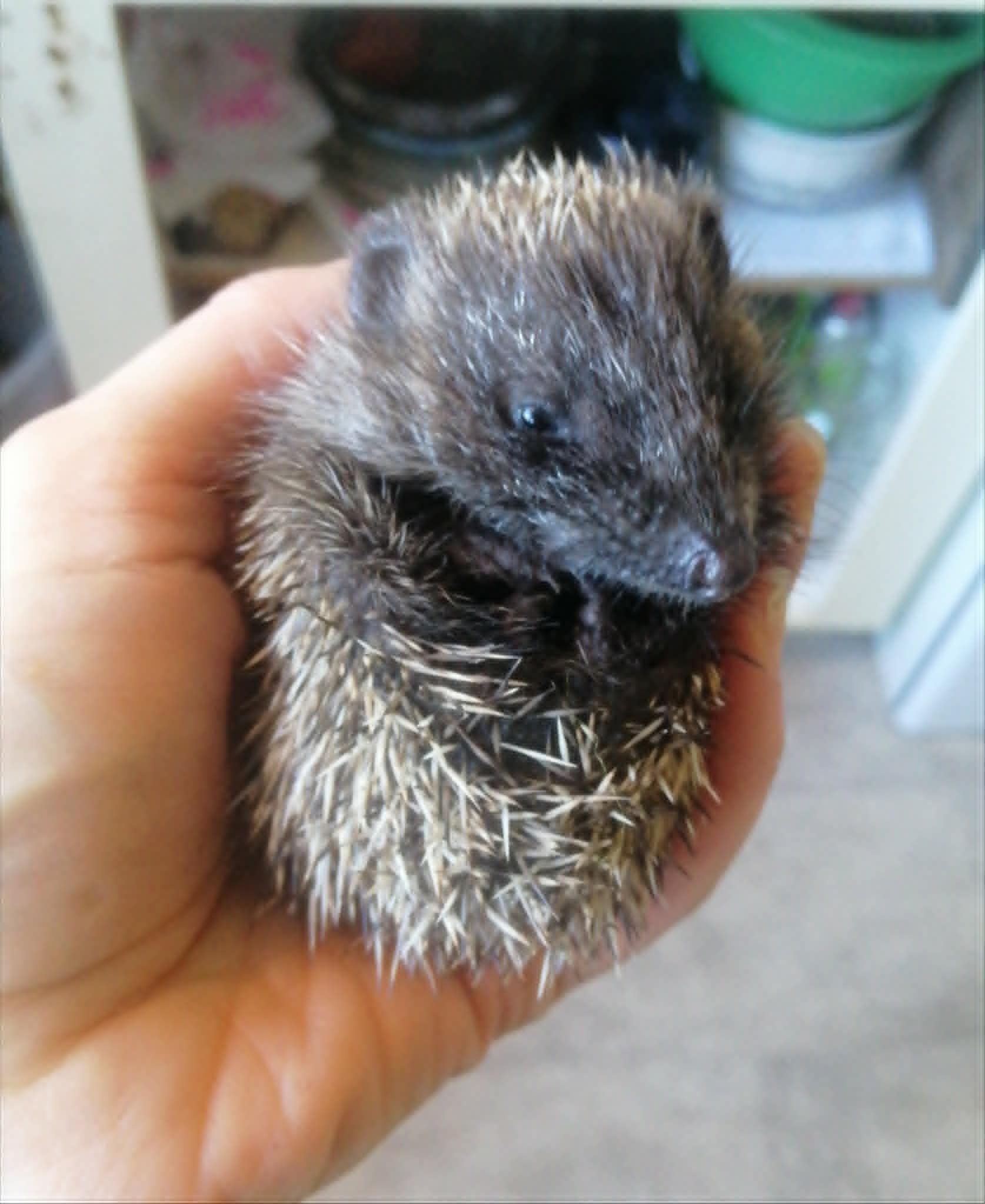 Dunedin Hedgehogs