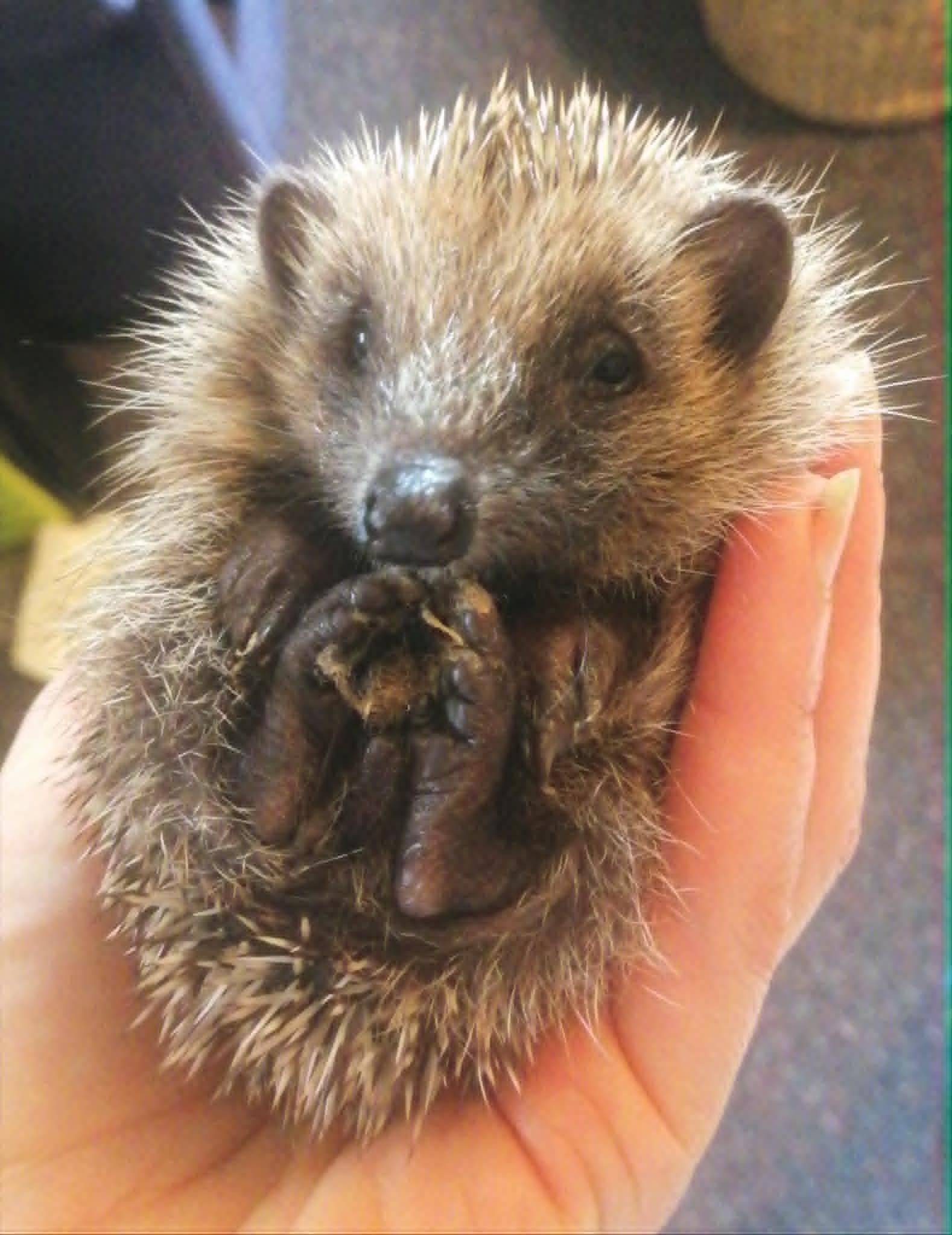 Dunedin Hedgehogs