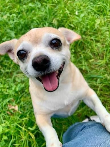 Saving The Animals Of Coleman County