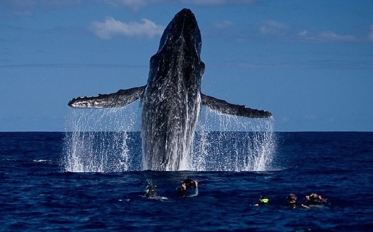 Whale and Dolphin Conservation Australasia