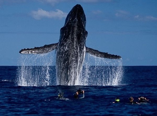 Whale and Dolphin Conservation Australasia