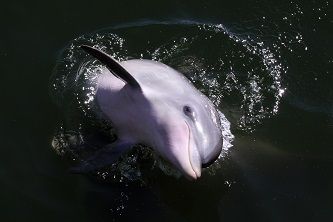 Whale and Dolphin Conservation Australasia