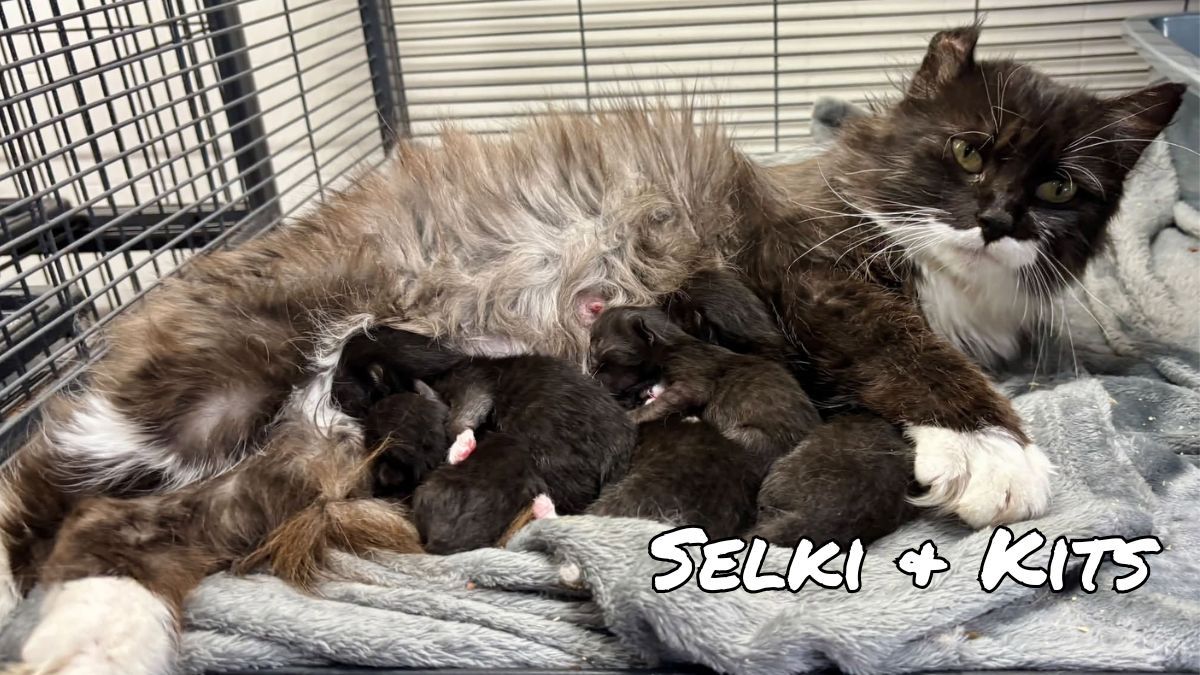 Edmonton Cold Weather Animal Rescue Society