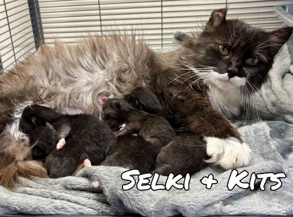 Edmonton Cold Weather Animal Rescue Society