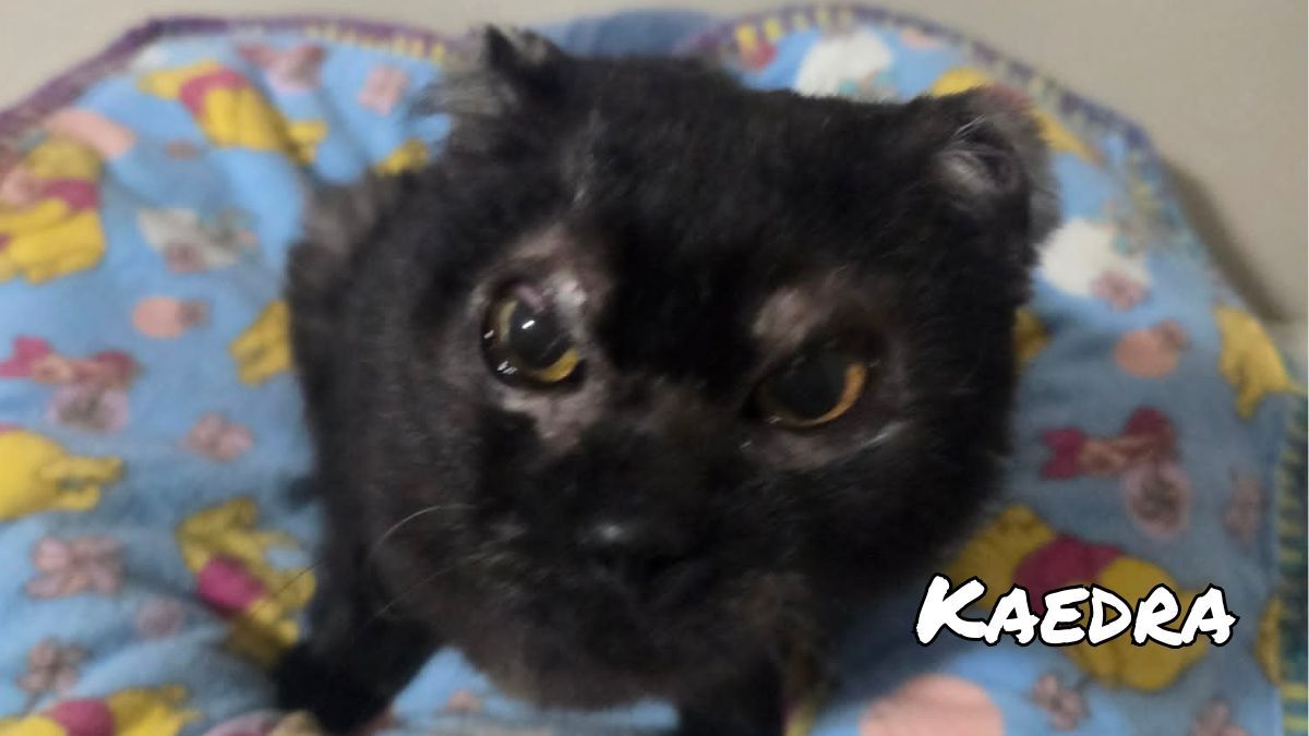 Edmonton Cold Weather Animal Rescue Society