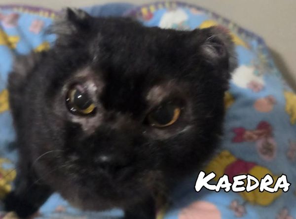 Edmonton Cold Weather Animal Rescue Society