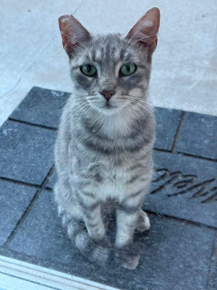 Shadow Cats 806