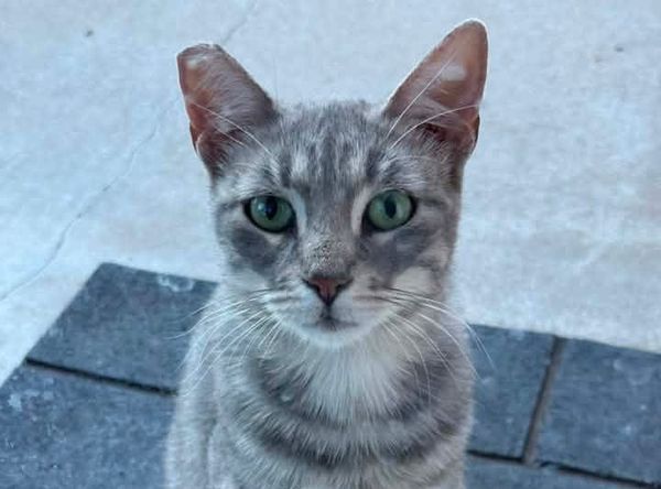 Shadow Cats 806