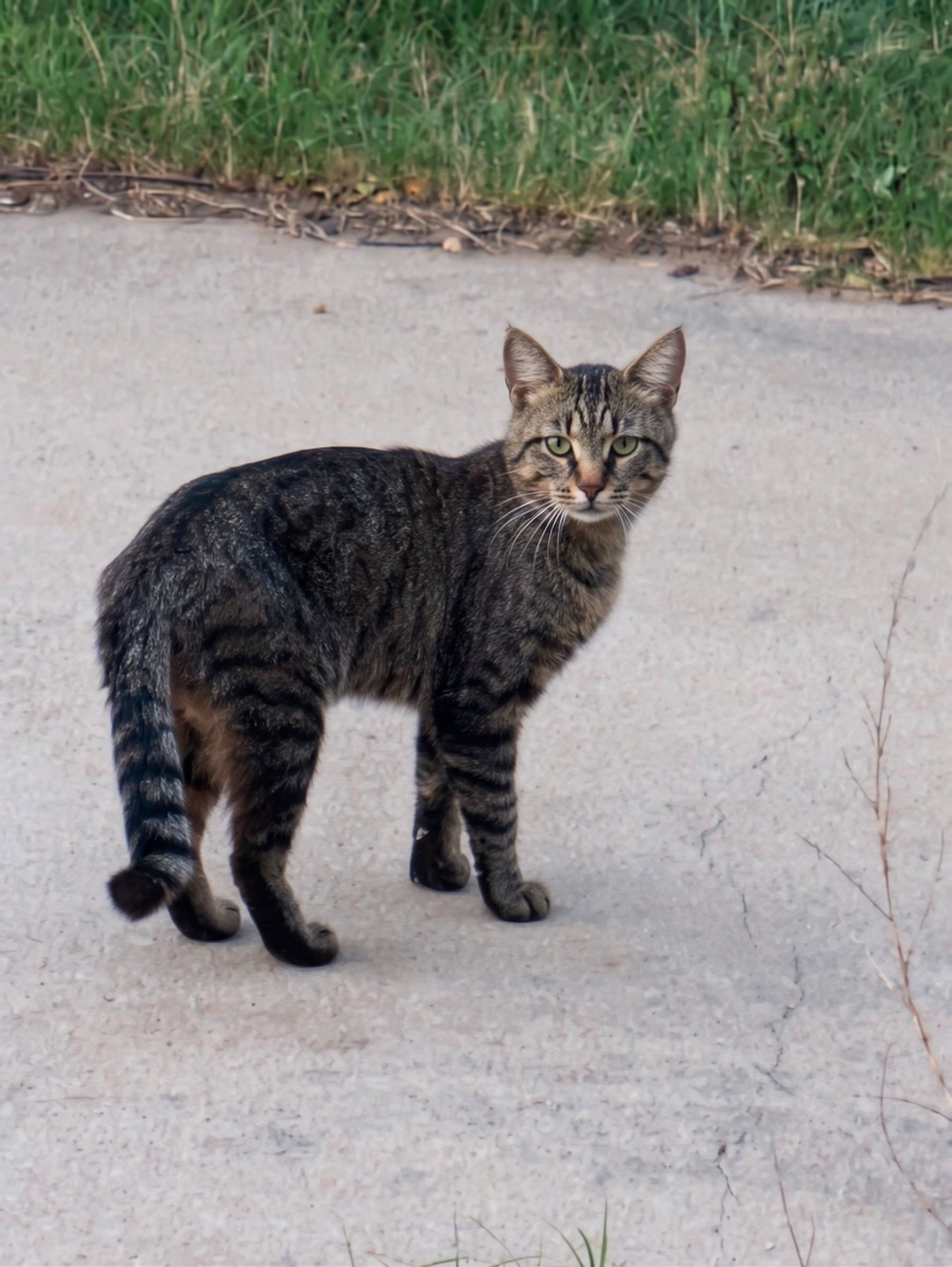 Shadow Cats 806