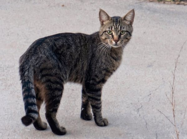 Shadow Cats 806