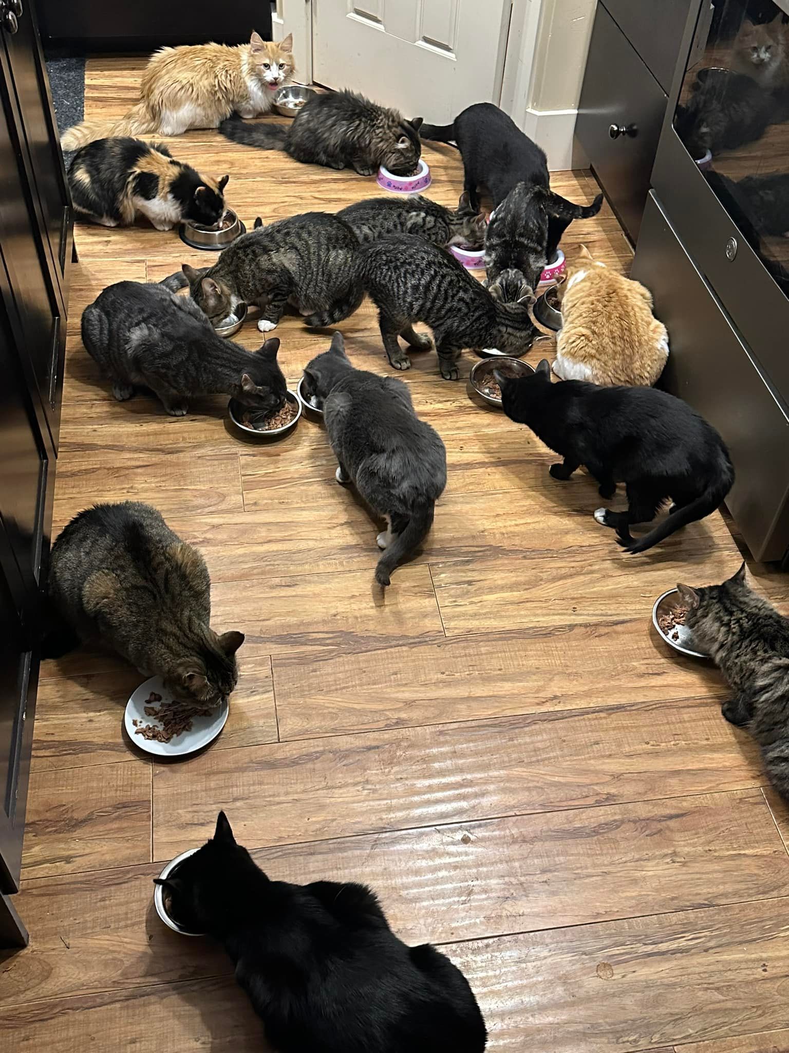 The Cats Sass Rescue