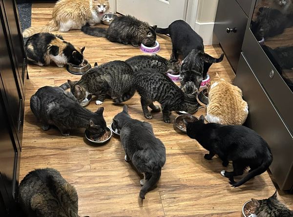 The Cats Sass Rescue
