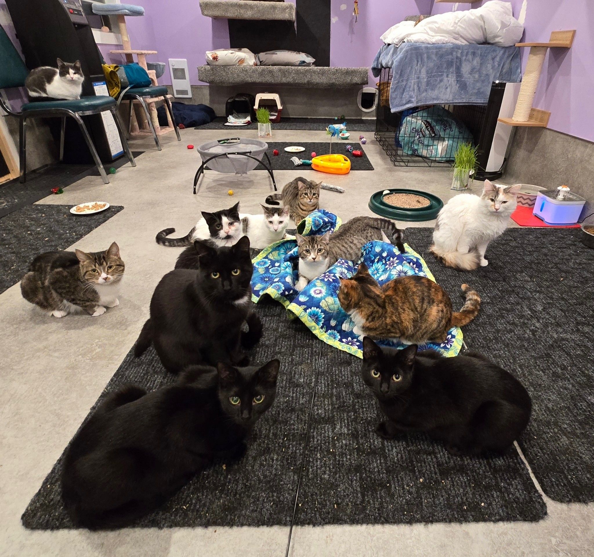 The Cats Sass Rescue