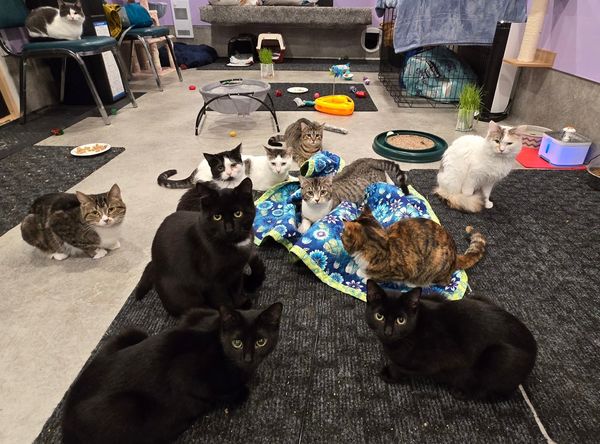 The Cats Sass Rescue