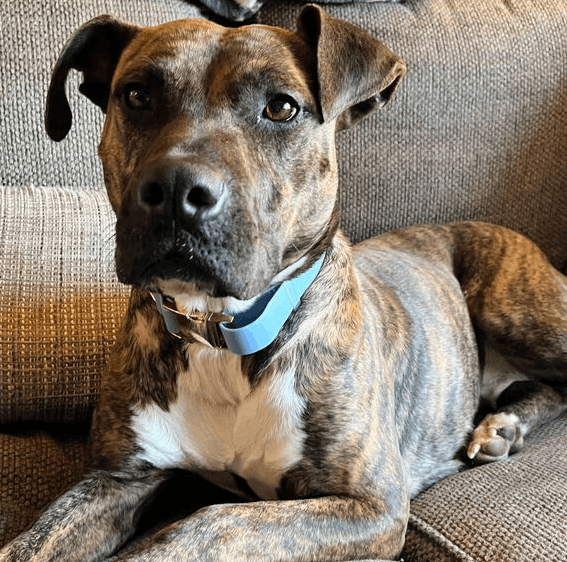 Ruff Road Revival
