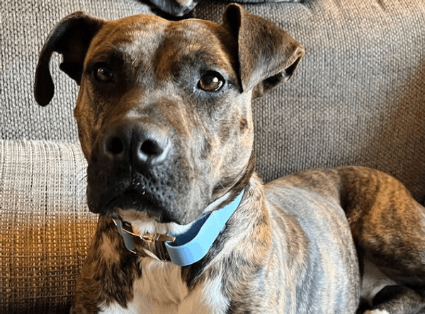 Ruff Road Revival