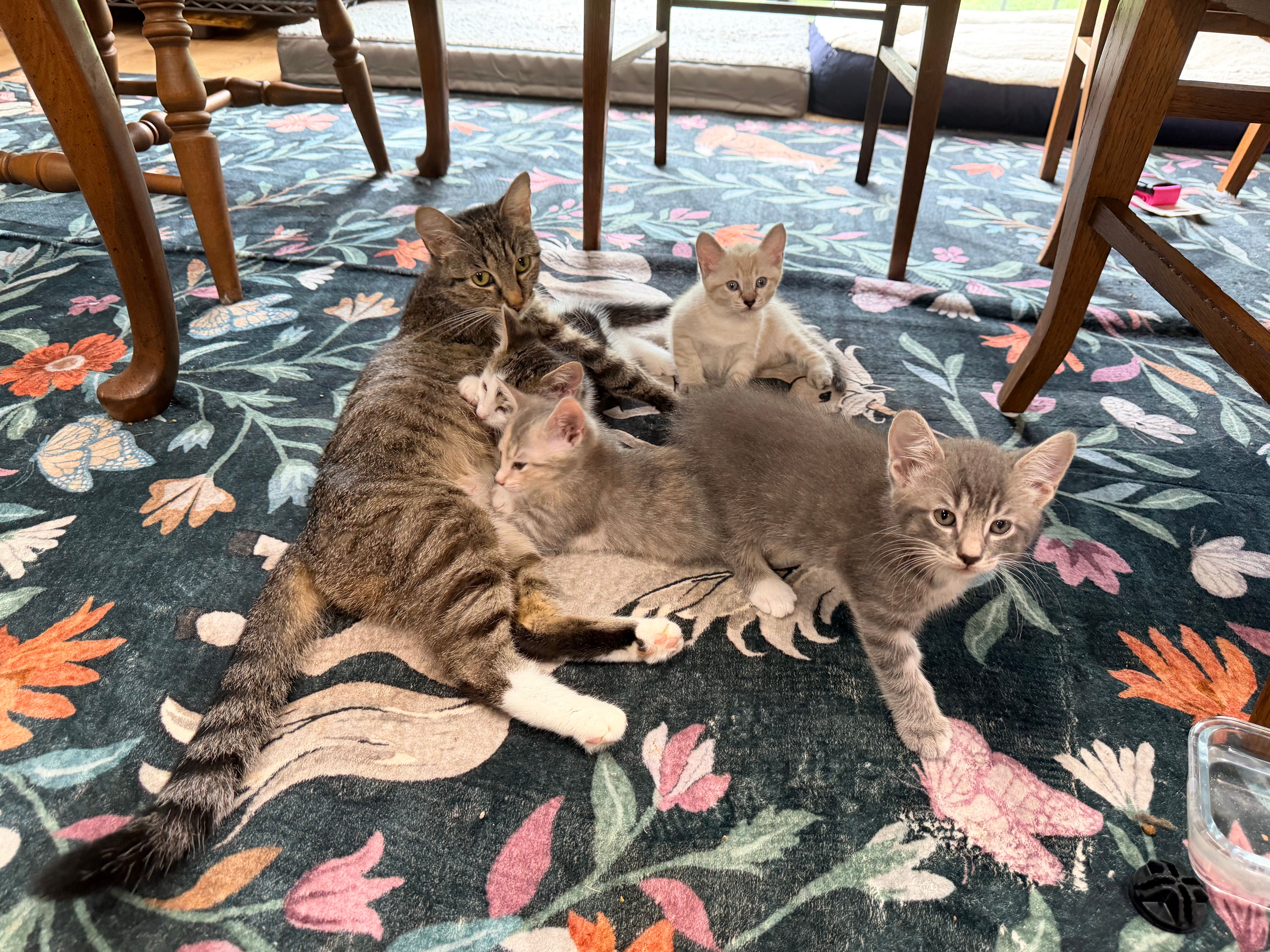 Helena's Community Cats of SOWEGA