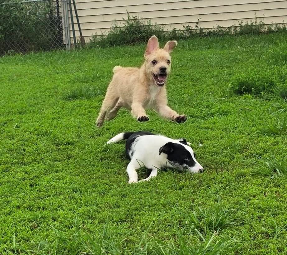 Dog It Dig It Rescue