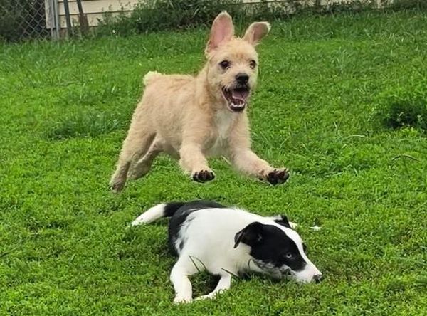 Dog It Dig It Rescue