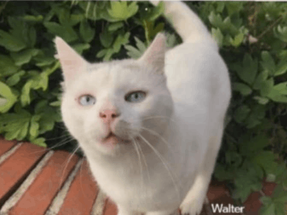 Precious Paws Community Cats