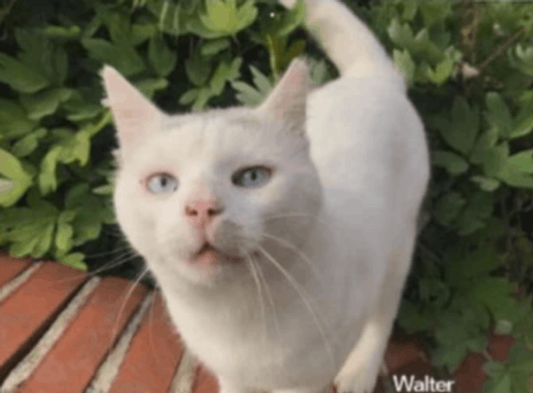 Precious Paws Community Cats
