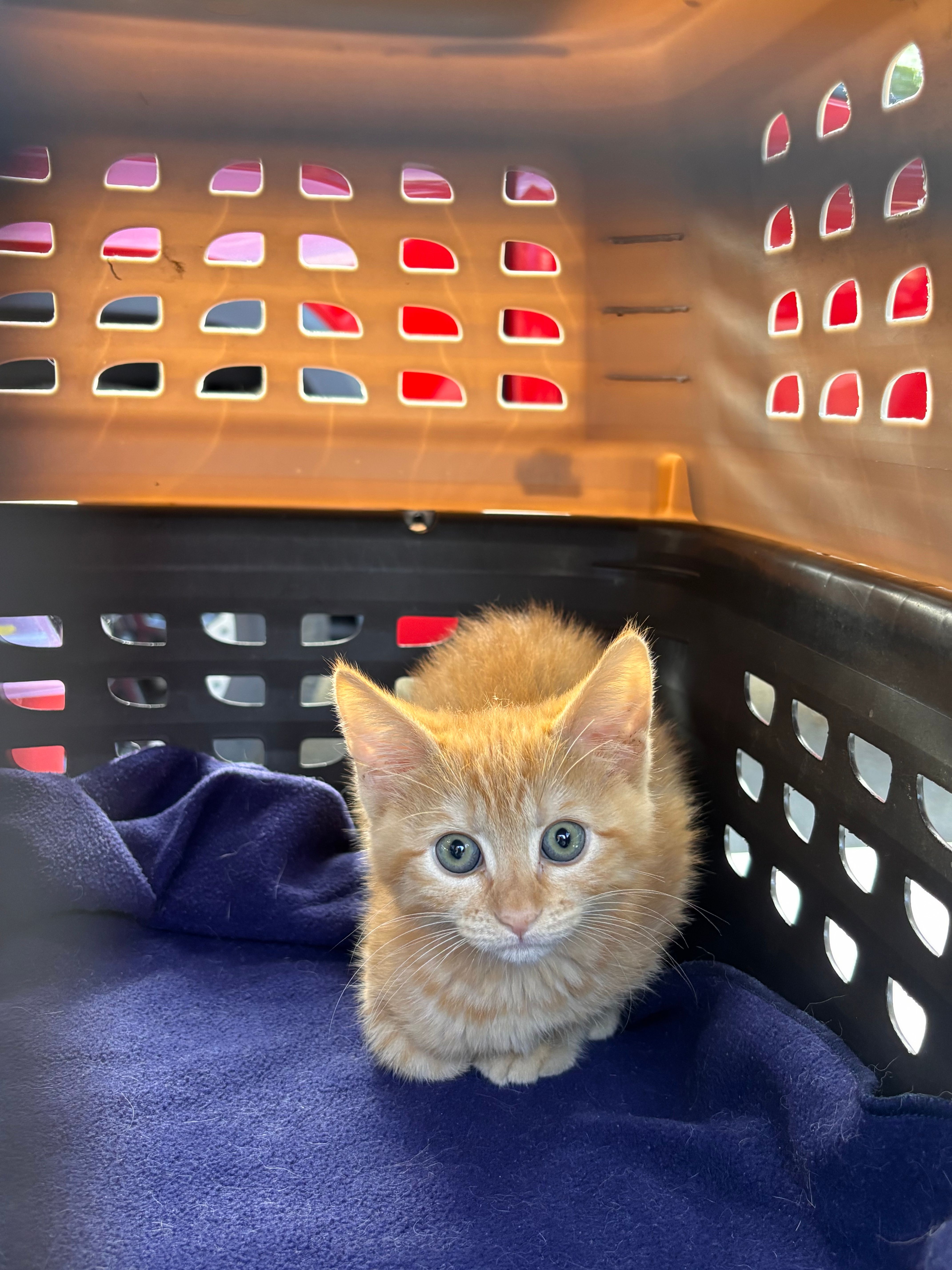 Animals In Need Rescue Network, Inc.