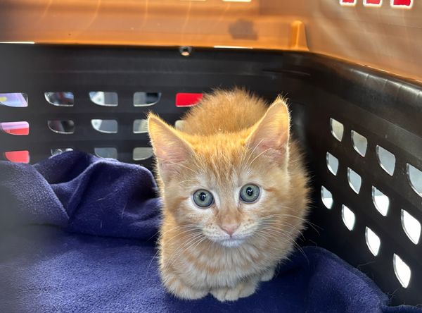 Animals In Need Rescue Network, Inc.