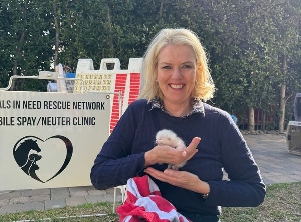 Animals In Need Rescue Network, Inc.