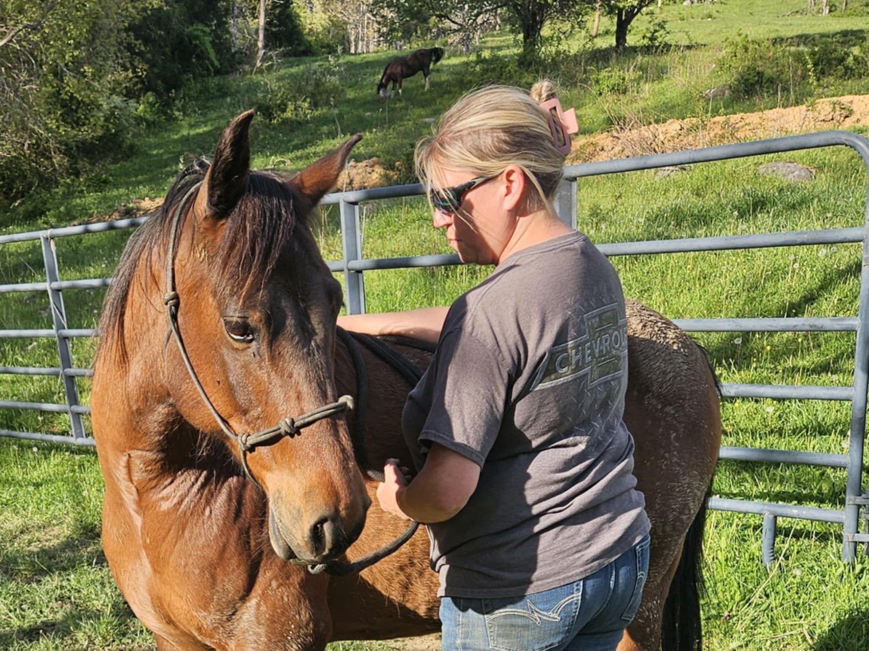 West Virginia Horse network