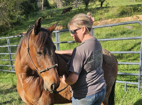 West Virginia Horse network
