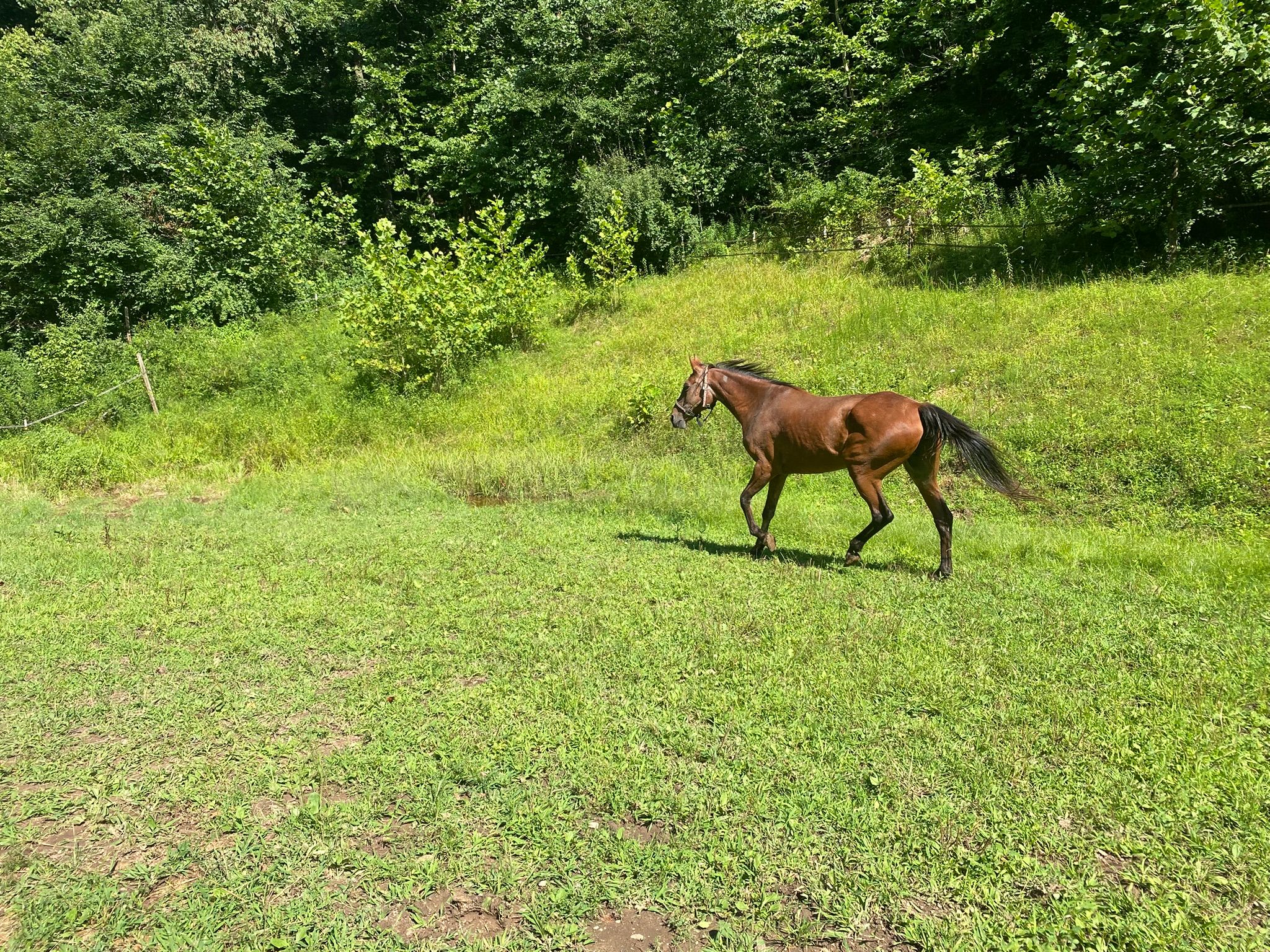 West Virginia Horse network