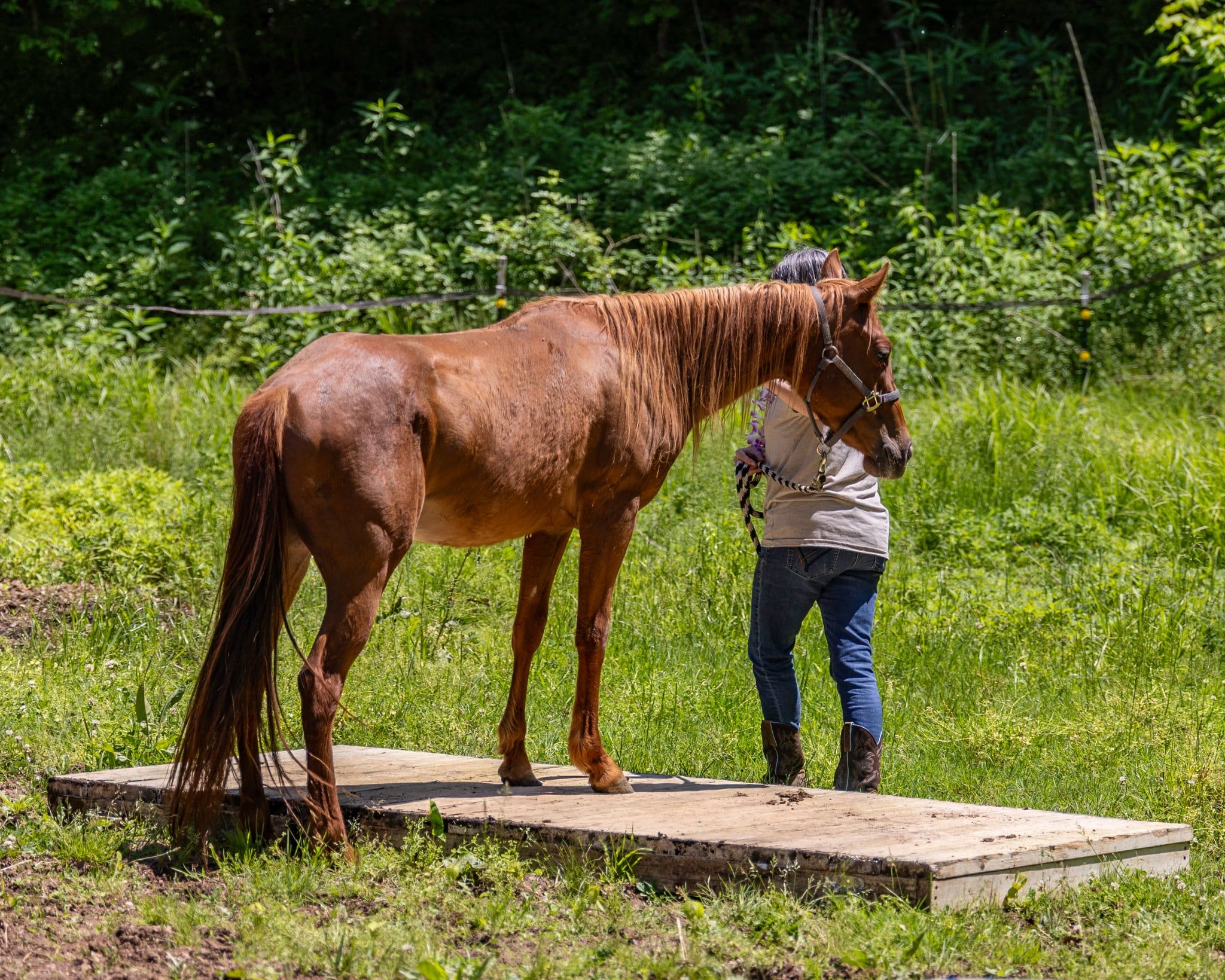 West Virginia Horse network