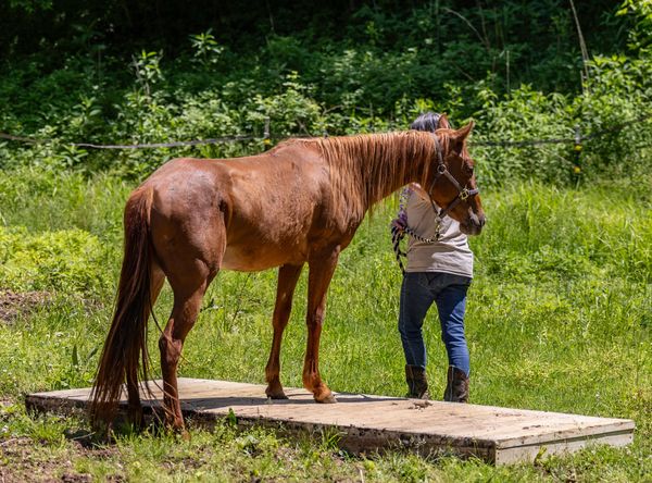 West Virginia Horse network