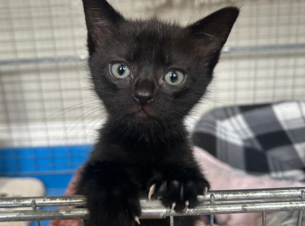 RSPCA Goole and District Branch