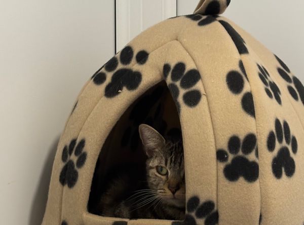 RSPCA Goole and District Branch
