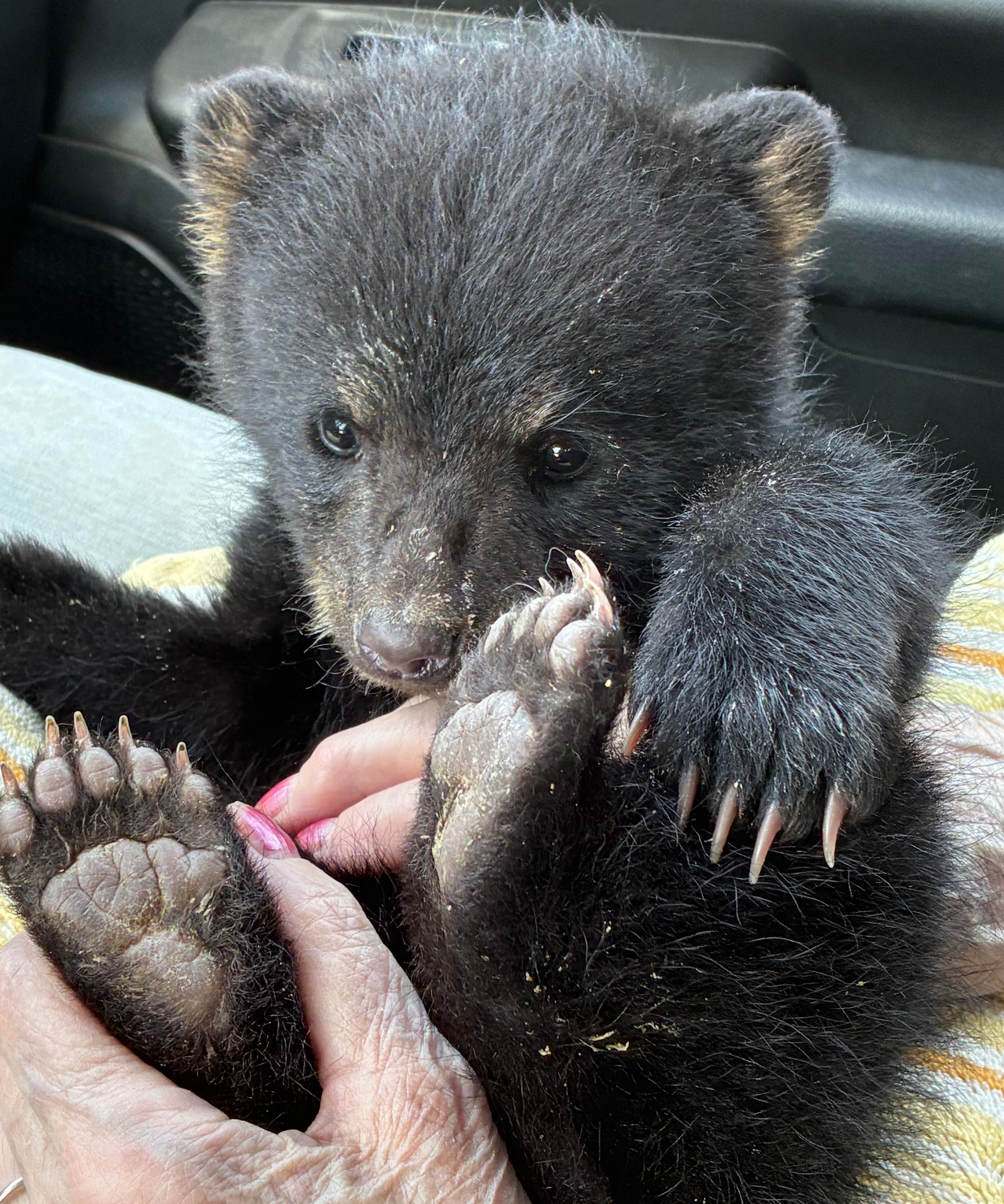 Woodhaven Wildlife center , Chadwic, NewYor