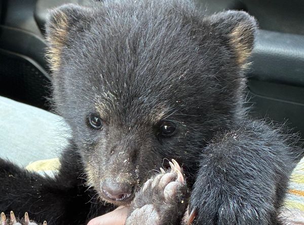Woodhaven Wildlife center , Chadwic, NewYor