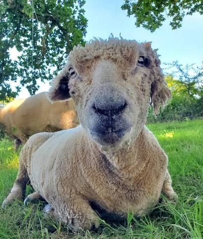 The Smallest Flock Sheep Sanctuary