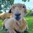 The Smallest Flock Sheep Sanctuary