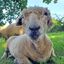 The Smallest Flock Sheep Sanctuary