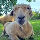 The Smallest Flock Sheep Sanctuary