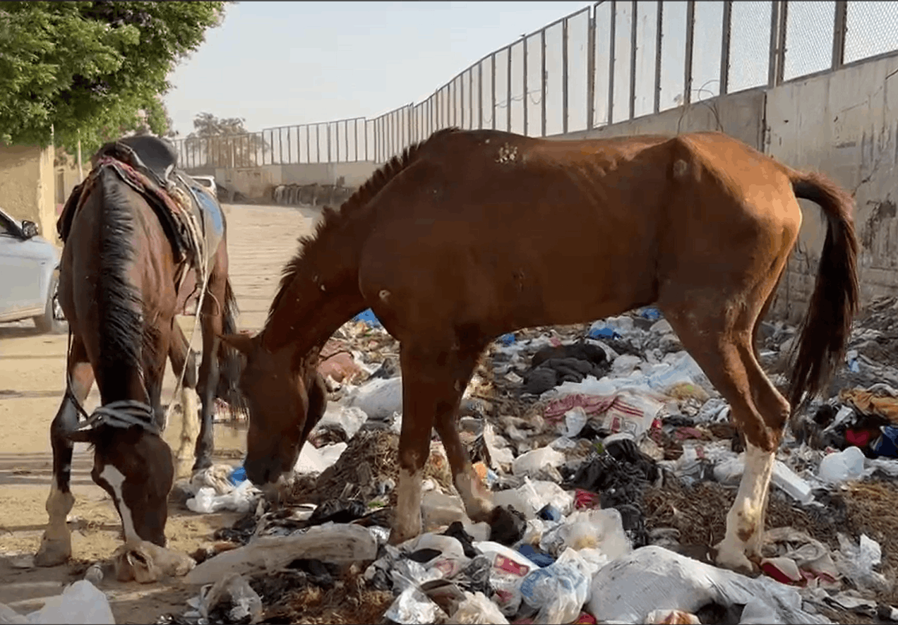 Egypt Equine Aid